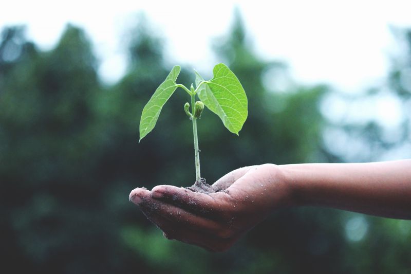 Bamboo growth — next-generation mentorship